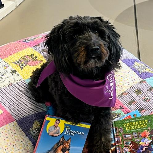 Hunden Ayla med bøger